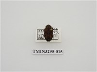 藏品(黑斑陷紋金龜)的圖片